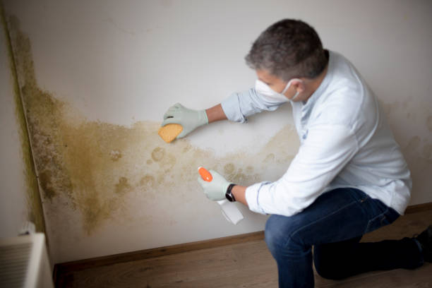 Best Emergency Mold Remediation  in Lake Mawk, OH